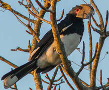 Trumpeter Hornbill