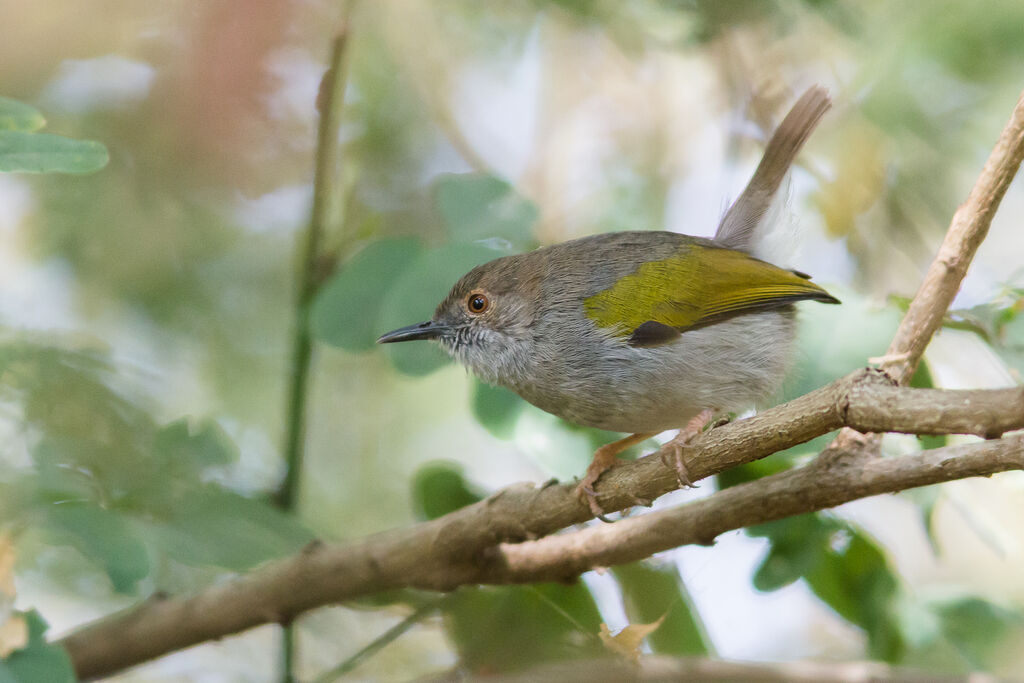 Camaroptère à dos gris