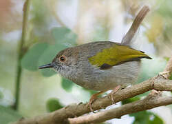 Grey-backed Camaroptera