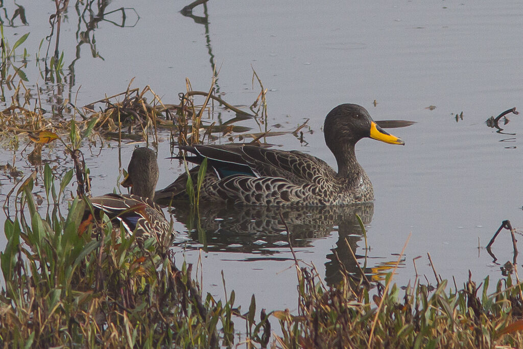 Yellow-billed Duck