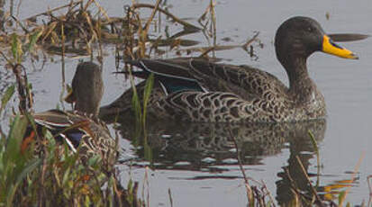 Canard à bec jaune