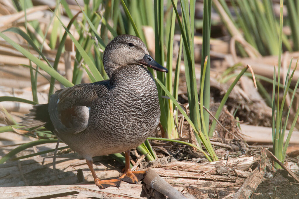 Canard chipeau mâle adulte