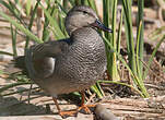 Canard chipeau