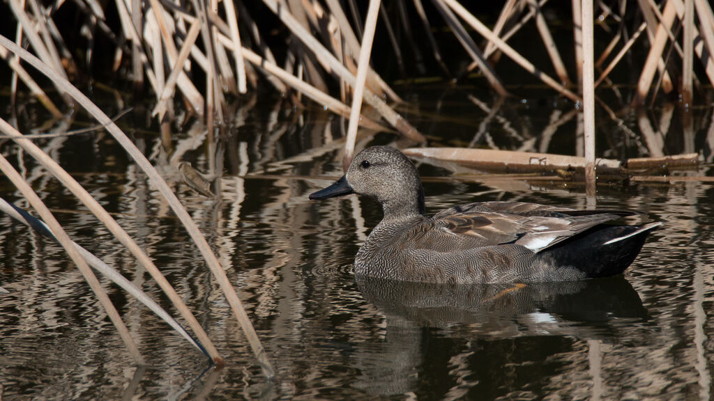 Canard chipeau mâle adulte