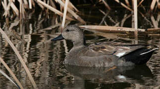 Canard chipeau