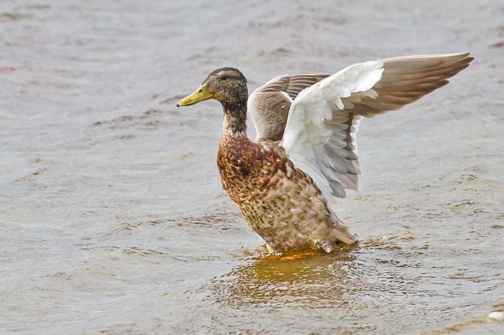 Mallard