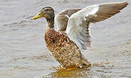 Canard colvert