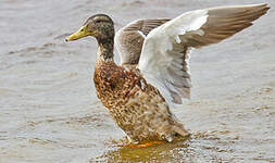 Canard colvert