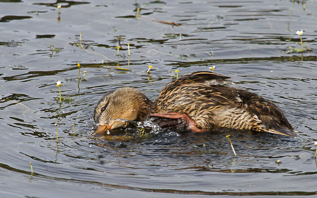 Canard colvert femelle