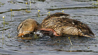 Canard colvert