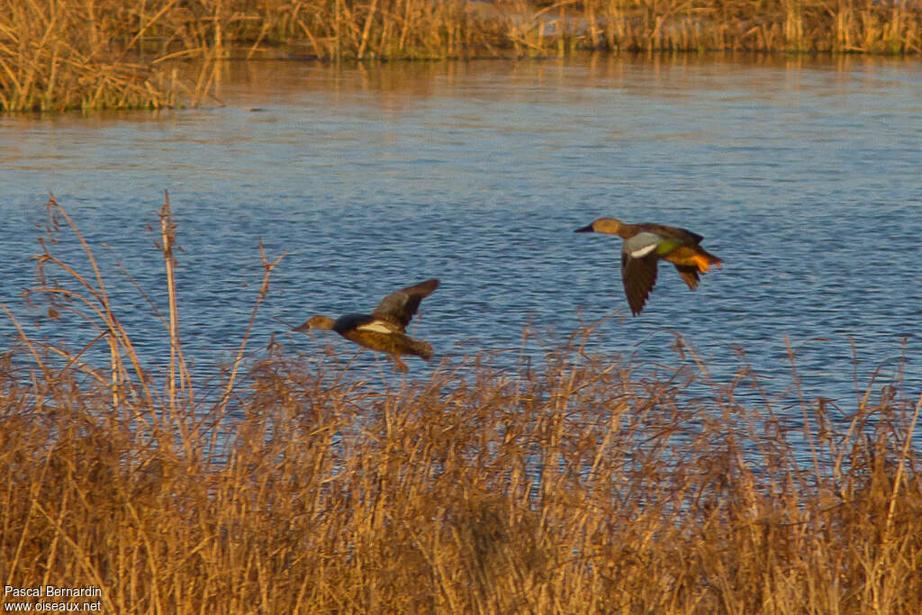 Canard de Smith, habitat