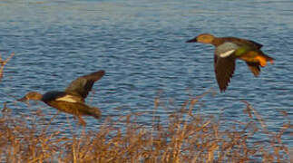 Cape Shoveler