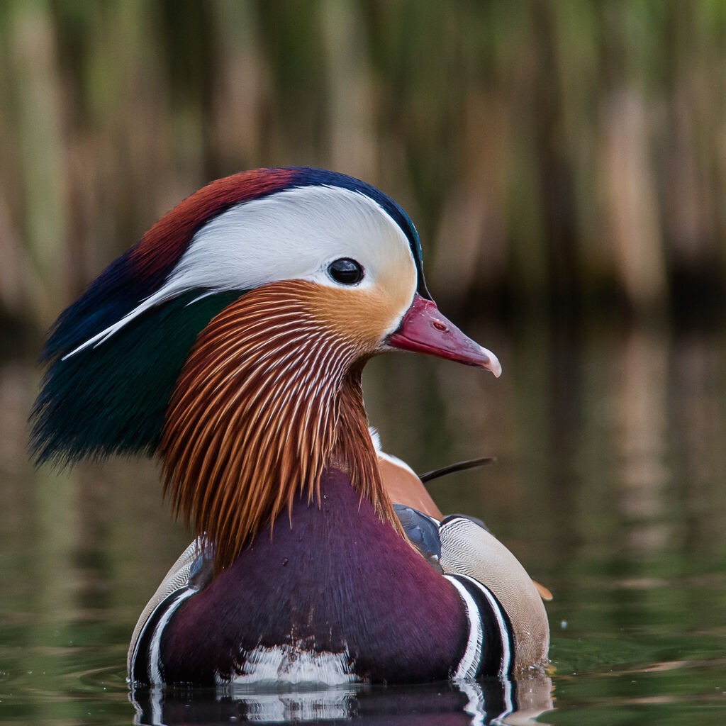 Mandarin Duck