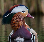 Mandarin Duck