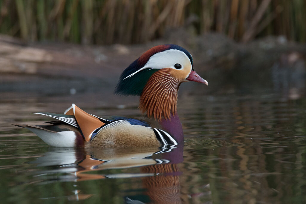 Mandarin Duck