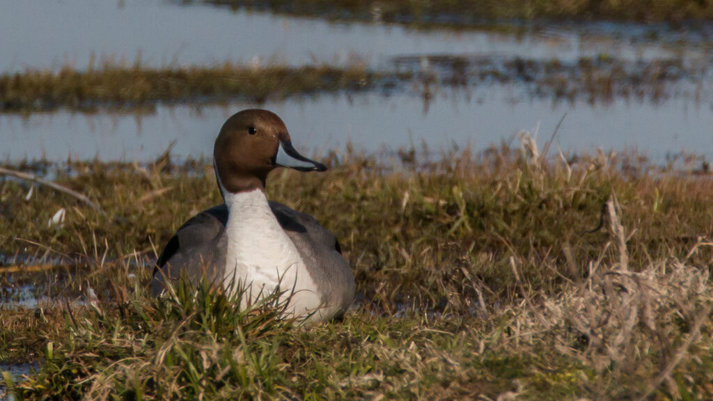 Canard pilet mâle adulte