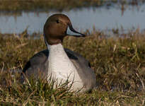 Canard pilet