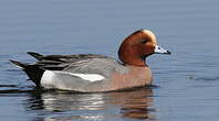 Canard siffleur