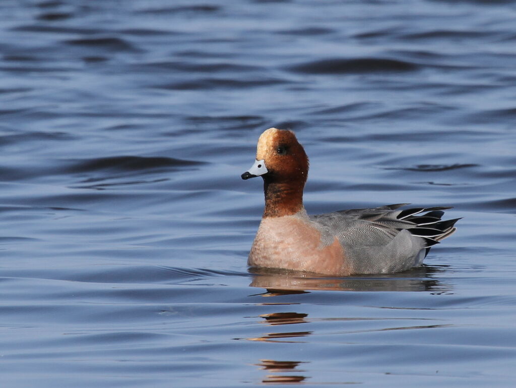 Canard siffleur mâle adulte