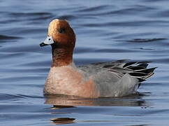 Canard siffleur