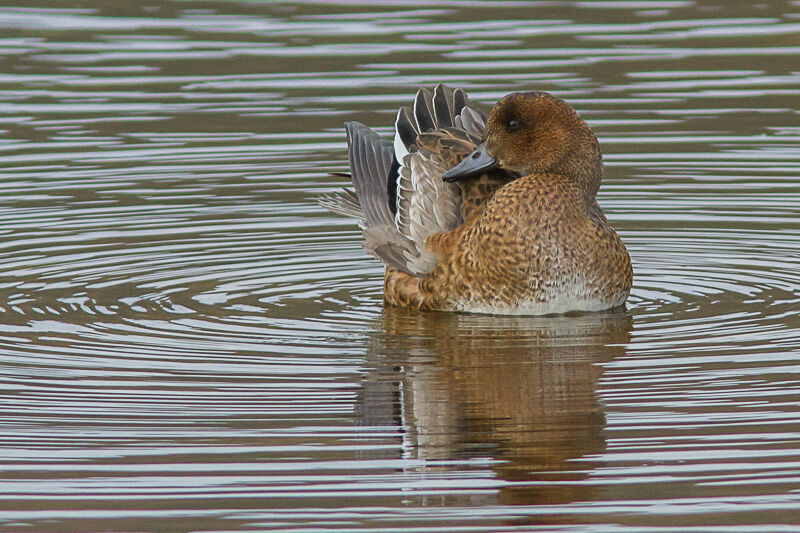 Eurasian Wigeon female adult