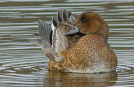 Canard siffleur