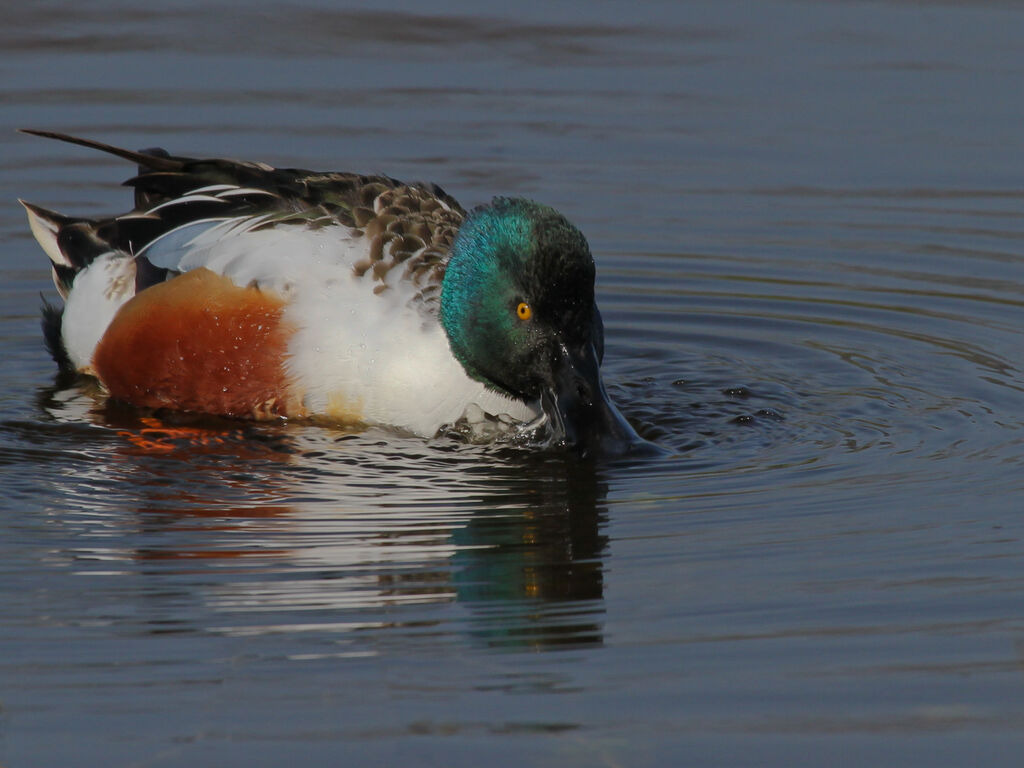 Northern Shoveler male adult