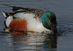 Northern Shoveler