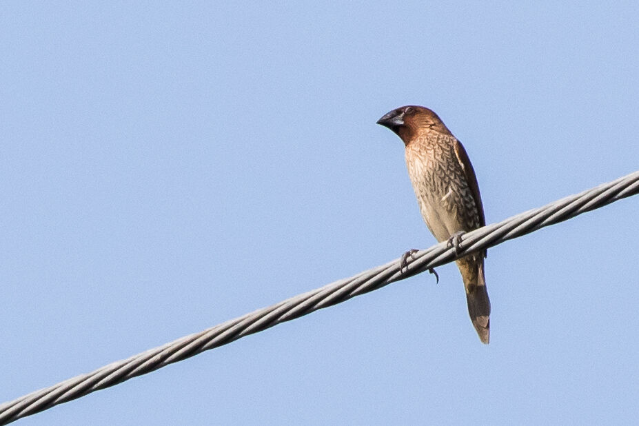 Scaly-breasted Munia, identification, close-up portrait