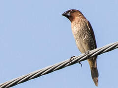 Scaly-breasted Munia