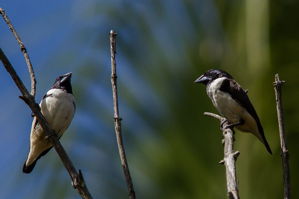 Magpie Mannikin