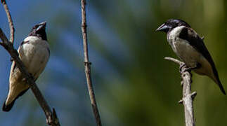 Magpie Mannikin