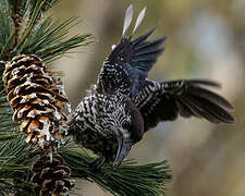 Spotted Nutcracker