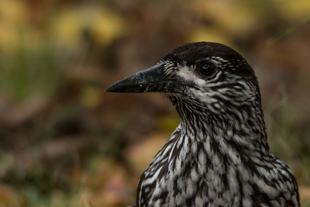 Spotted Nutcracker, close-up portrait