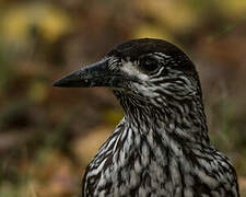 Spotted Nutcracker