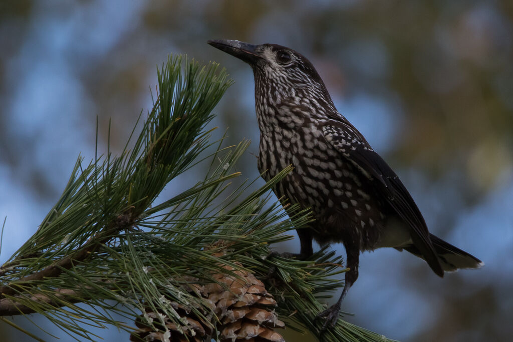 Spotted Nutcracker