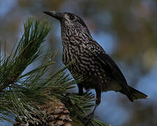 Spotted Nutcracker