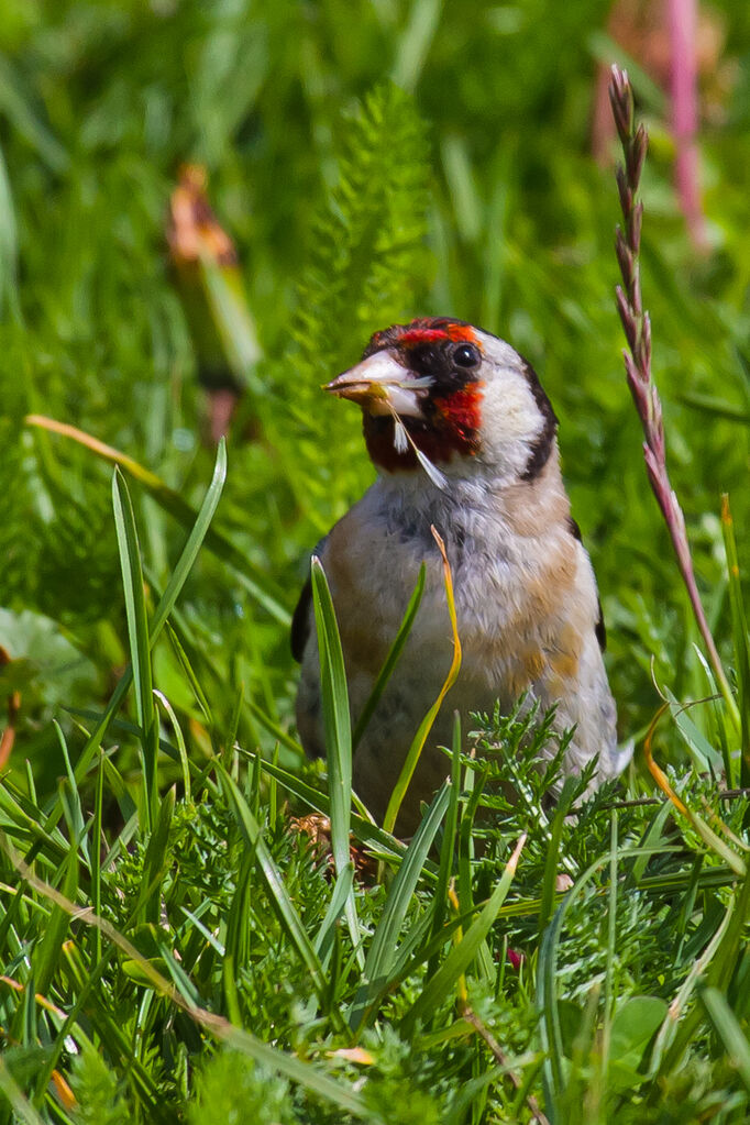 European Goldfinch