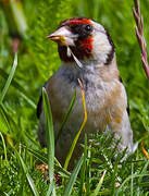 European Goldfinch