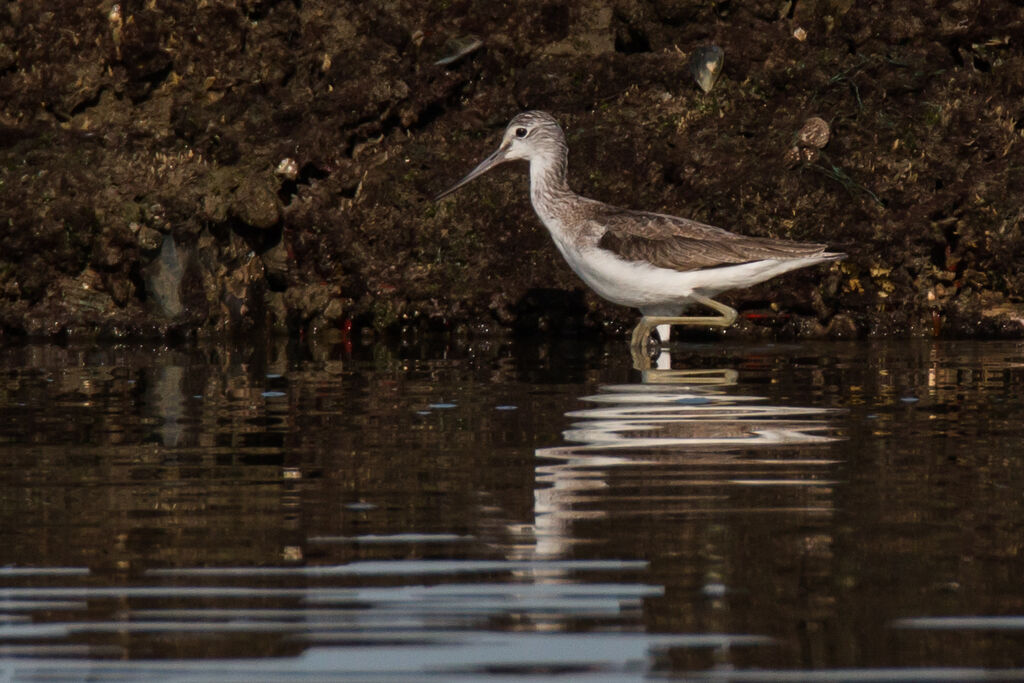 Common Greenshank