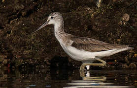 Common Greenshank