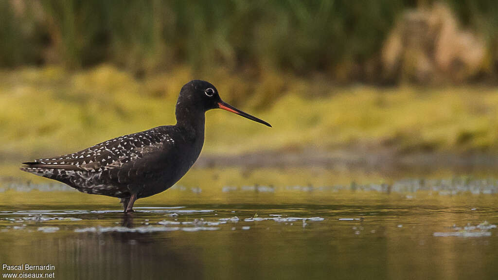 Spotted Redshank male adult breeding, identification