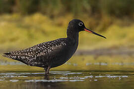 Spotted Redshank