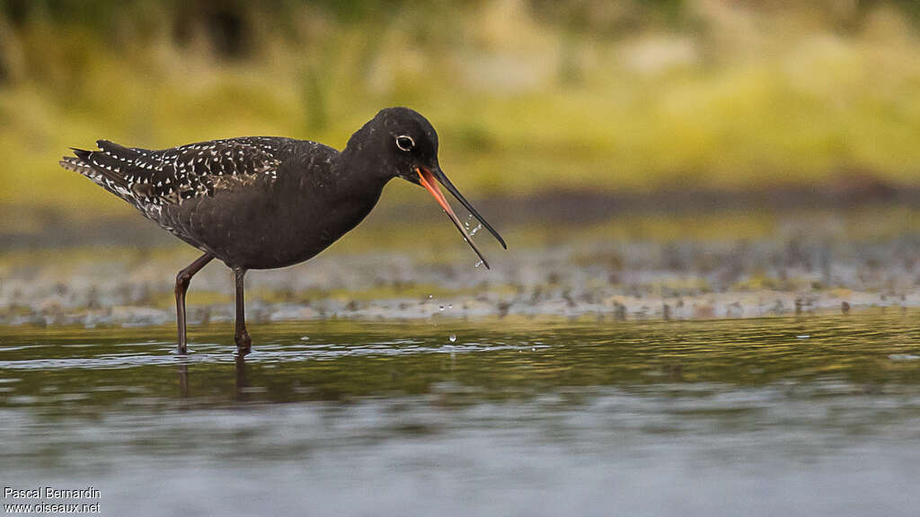 Spotted Redshank male adult breeding, identification, walking, fishing/hunting