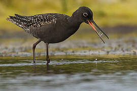 Spotted Redshank