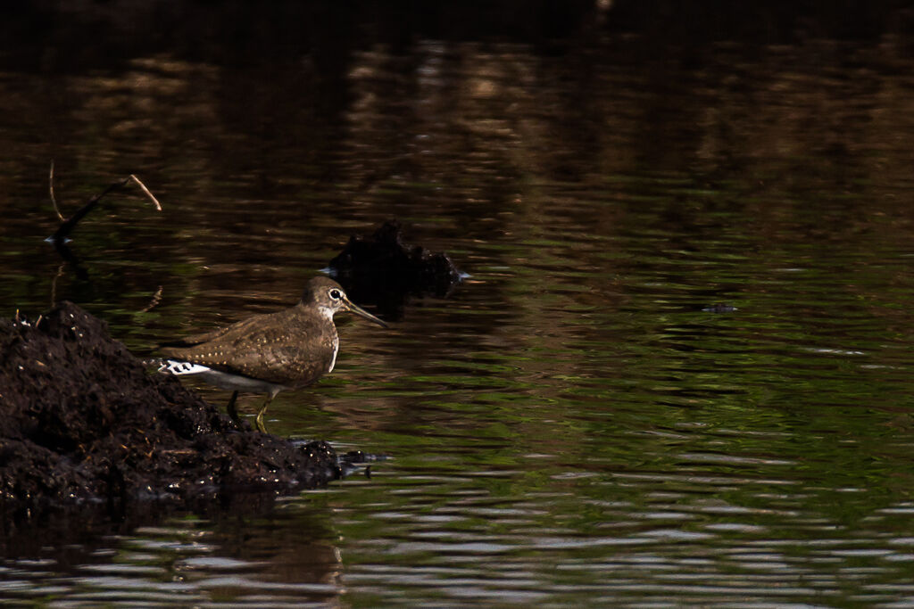 Green Sandpiper