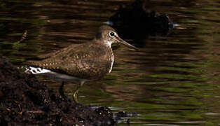 Green Sandpiper