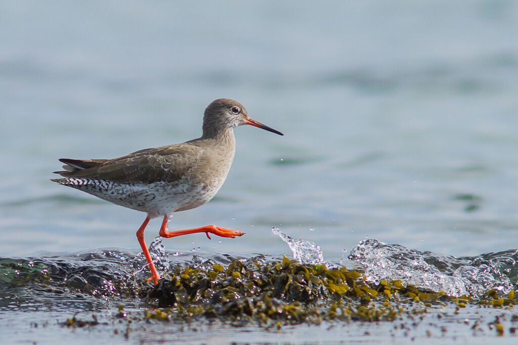 Common Redshank