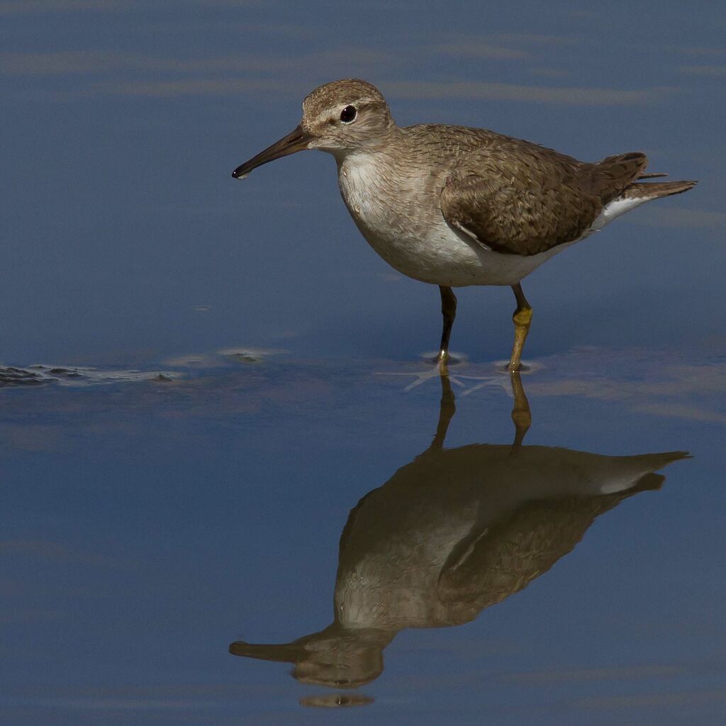 Common Sandpiper