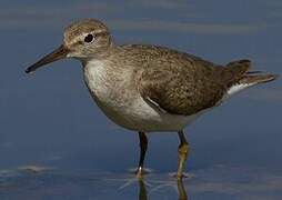 Common Sandpiper